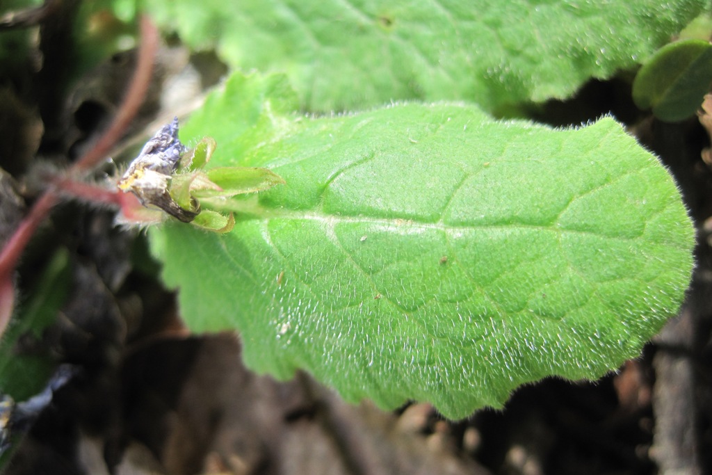 Image of Primula vulgaris specimen.