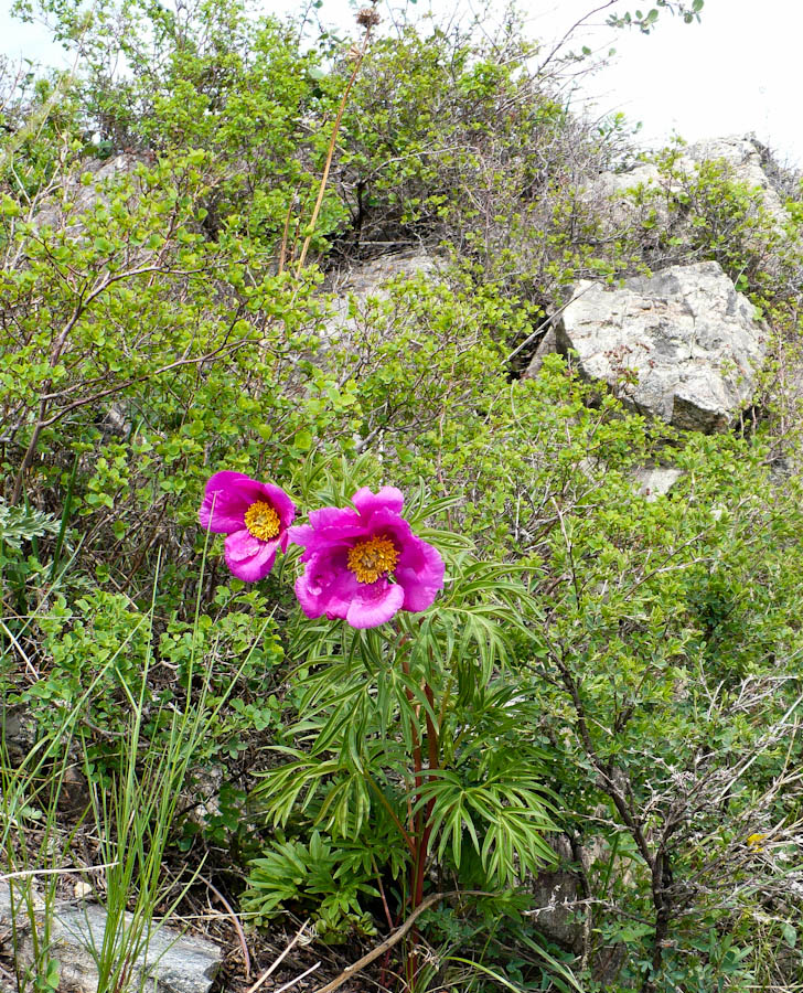 Image of Paeonia hybrida specimen.