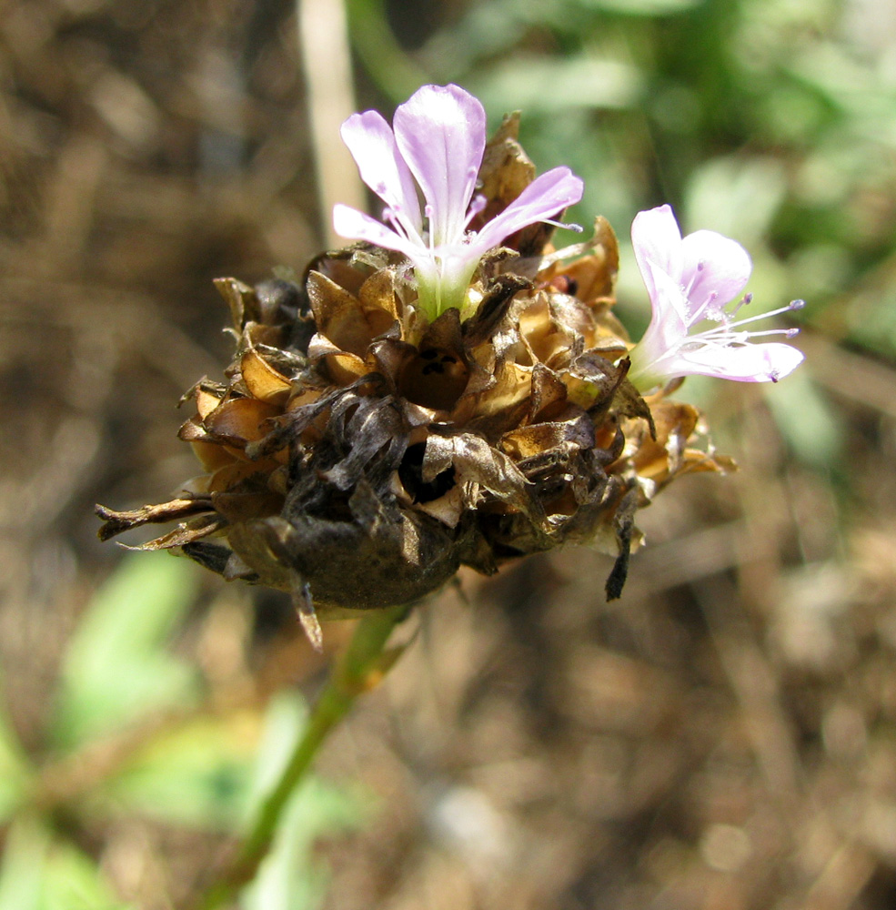 Image of Petrorhagia prolifera specimen.