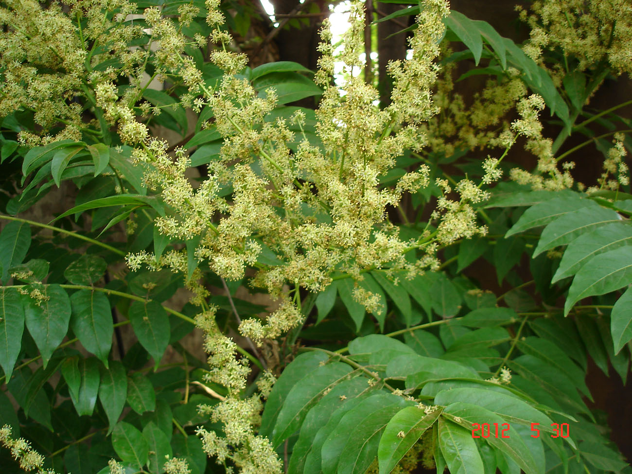 Image of Ailanthus altissima specimen.