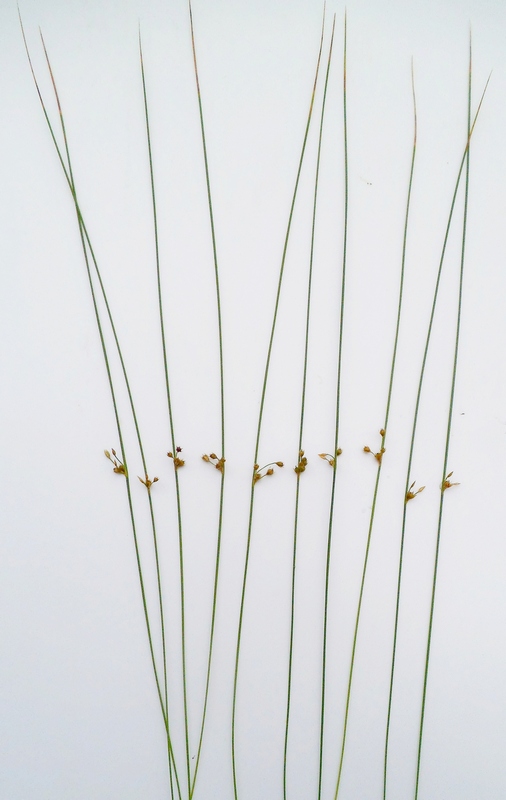 Изображение особи Juncus filiformis.