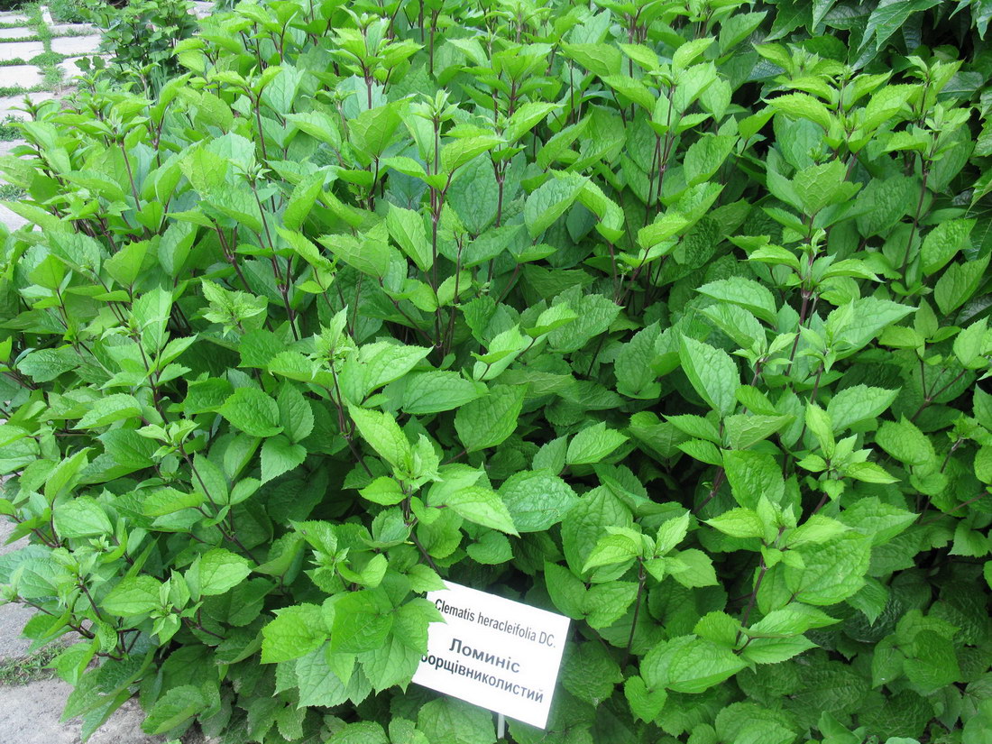 Image of Clematis heracleifolia specimen.