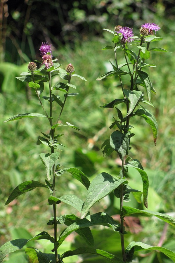 Изображение особи Centaurea abbreviata.