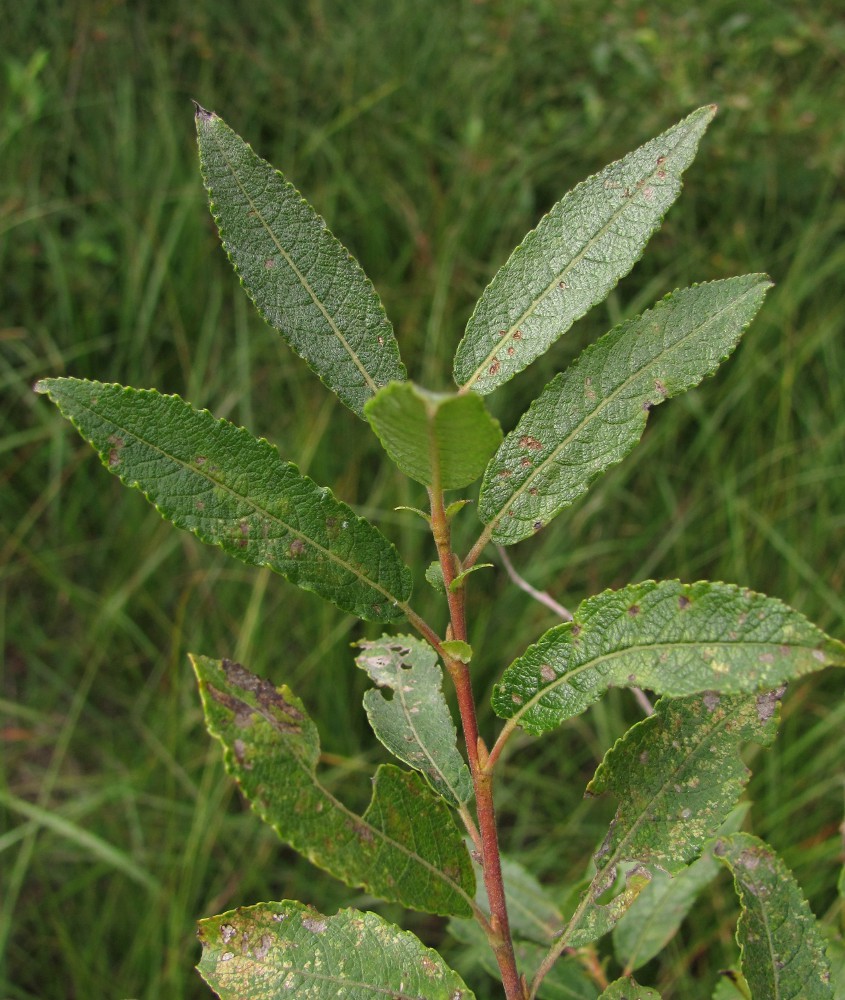 Image of Salix myrsinifolia specimen.