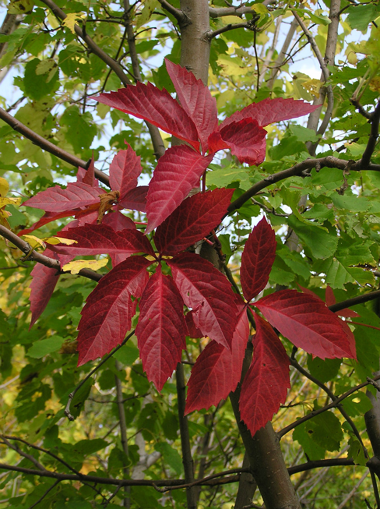 Image of Parthenocissus quinquefolia specimen.