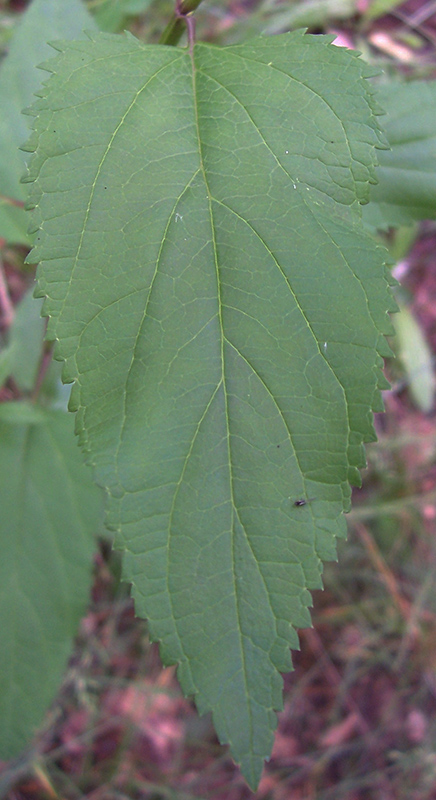 Image of Scrophularia nodosa specimen.