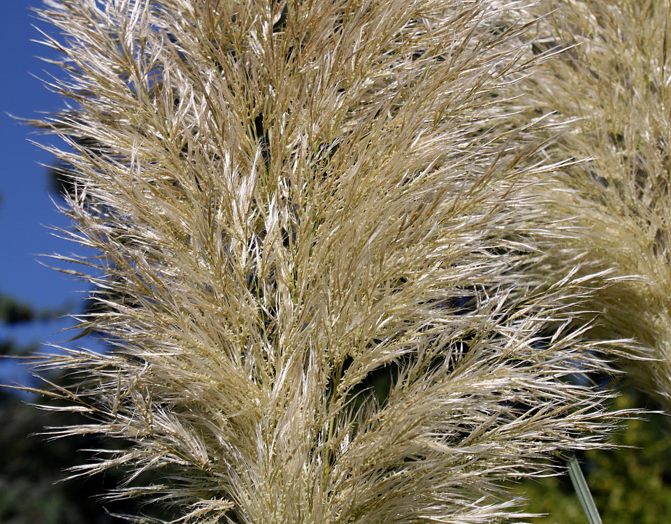 Изображение особи Cortaderia selloana.