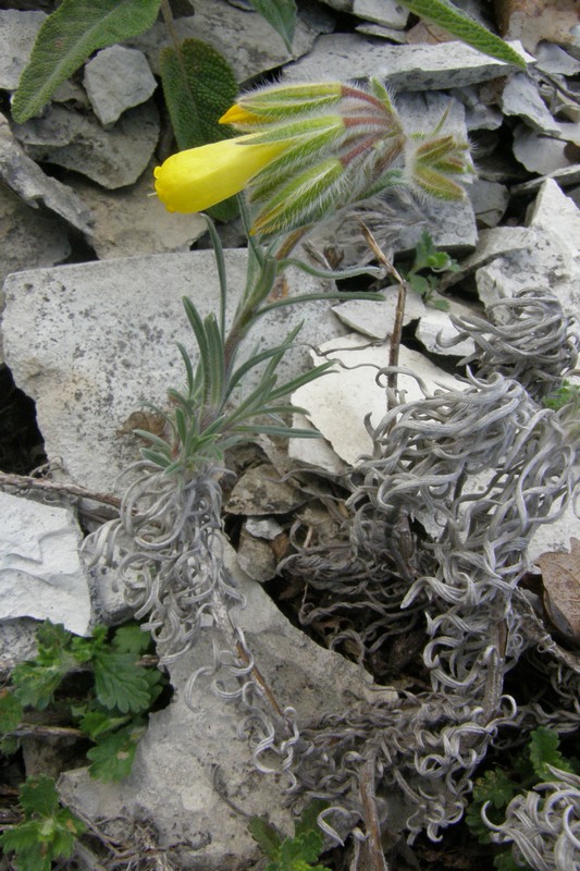 Image of Onosma polyphylla specimen.