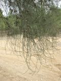 Casuarina equisetifolia. Ветви с соплодиями. Израиль, Северный Негев, лес Лаав. 23.01.2013.