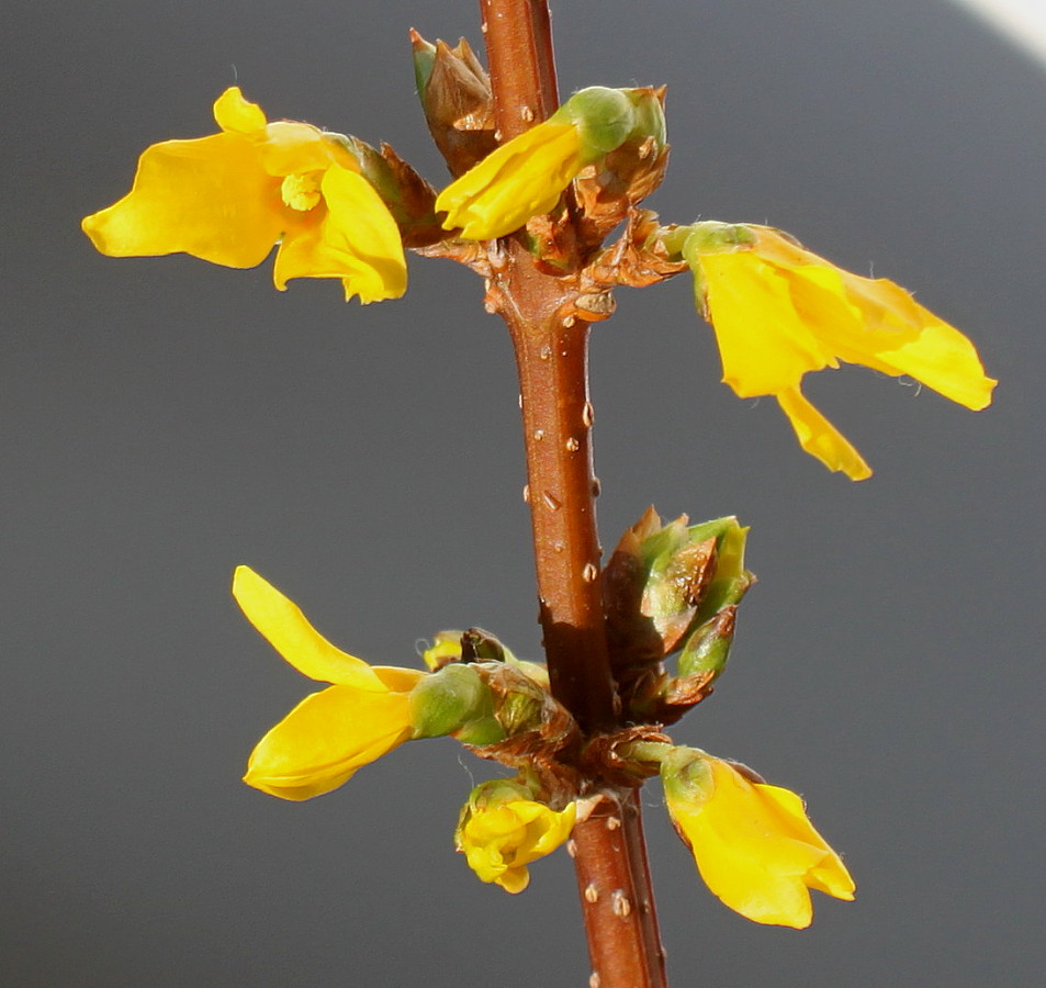 Image of Forsythia &times; intermedia specimen.