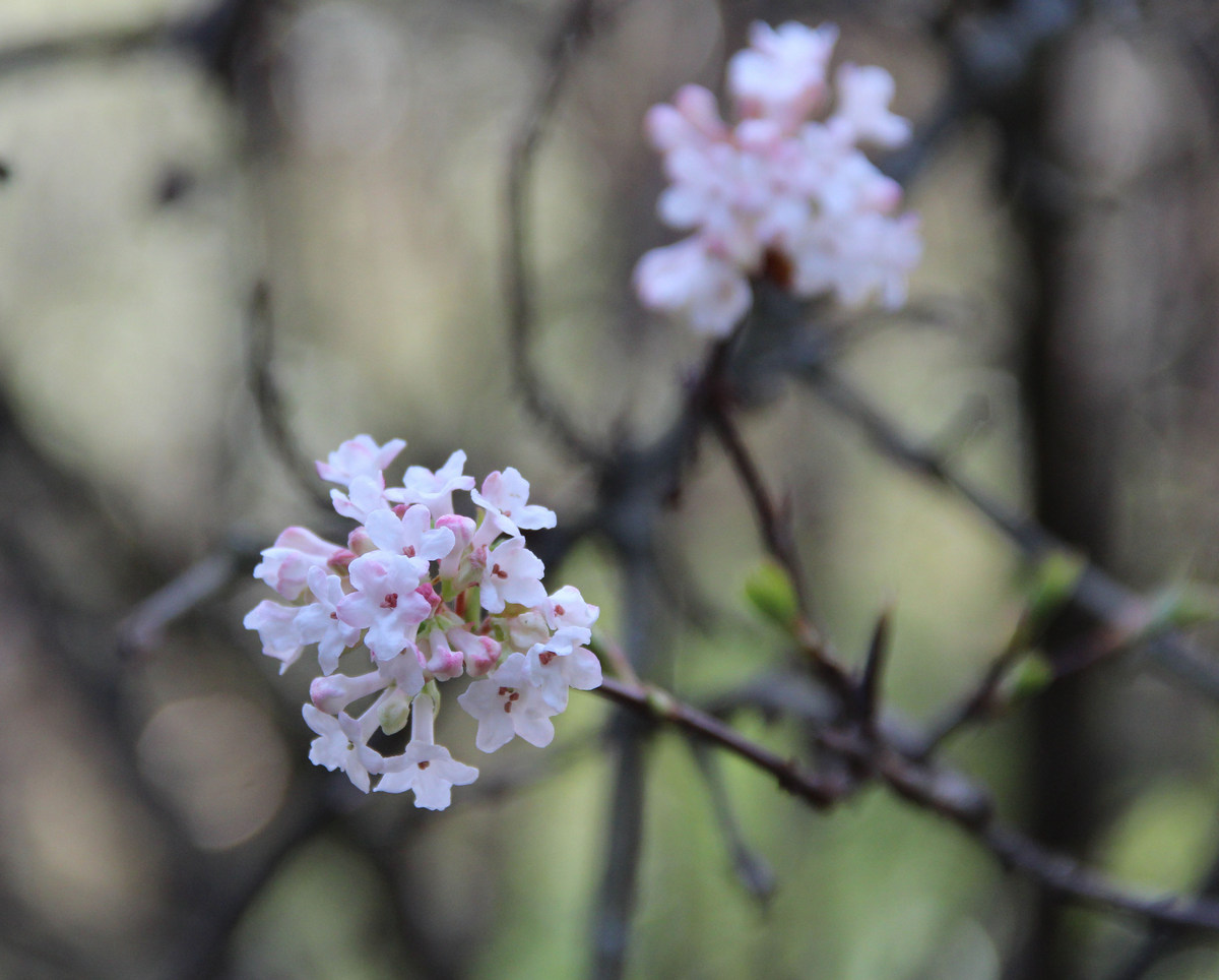 Изображение особи Viburnum farreri.