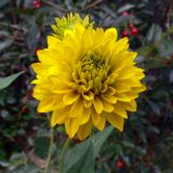 Rudbeckia variety hortensia