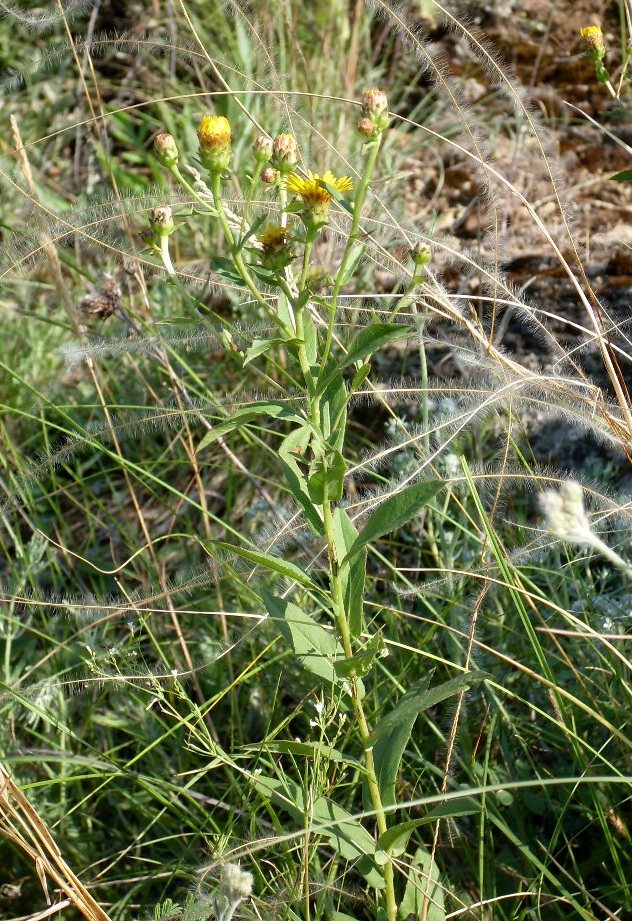 Image of Inula aspera specimen.