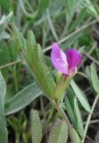 genus Vicia