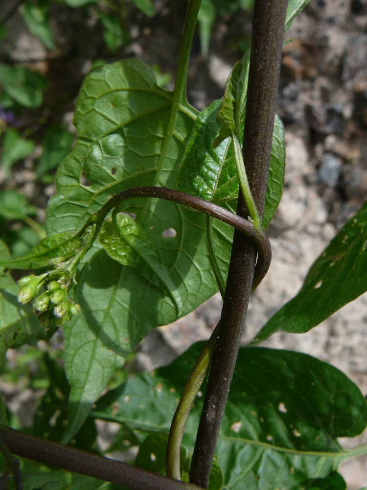 Изображение особи Solanum dulcamara.