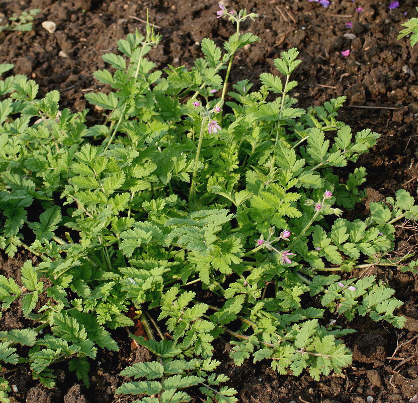 Image of Erodium moschatum specimen.