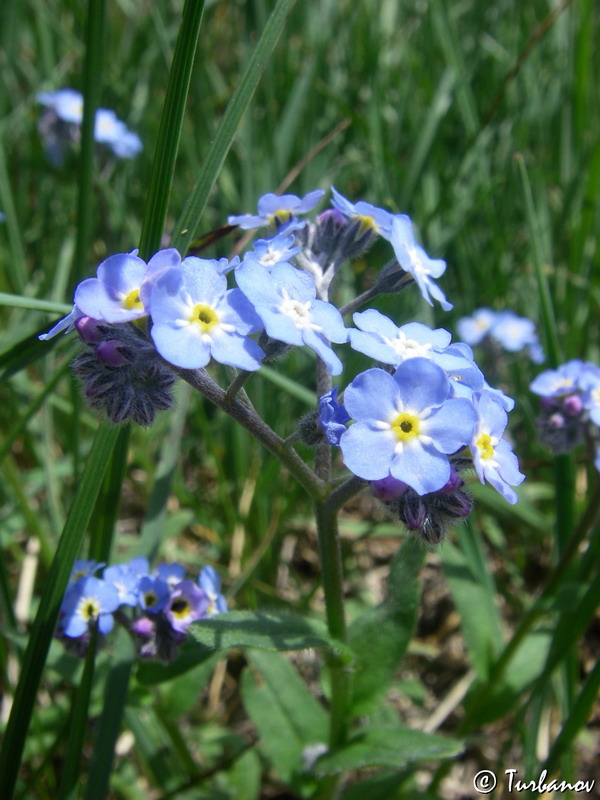 Image of Myosotis lithospermifolia specimen.