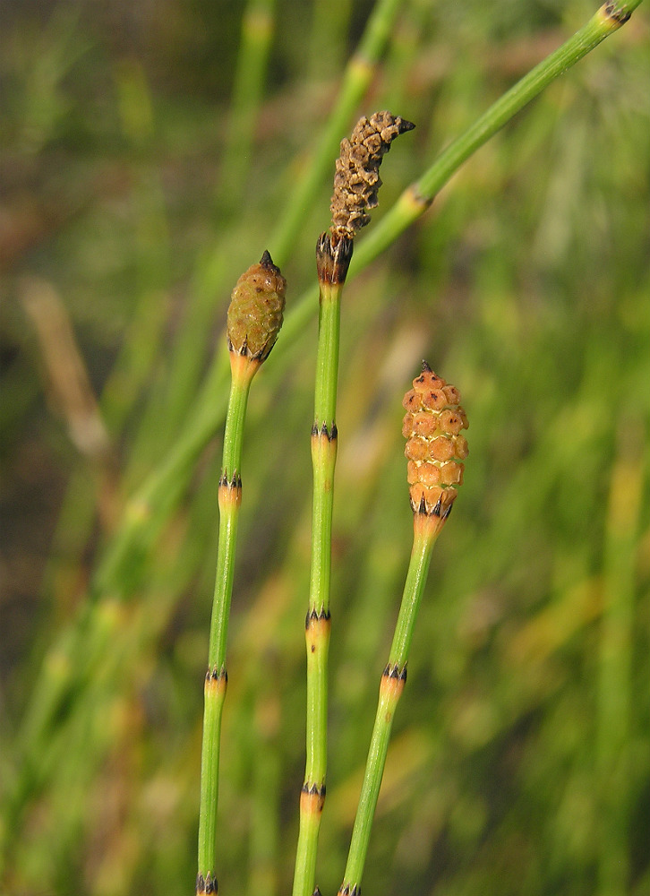 Image of Equisetum ramosissimum specimen.