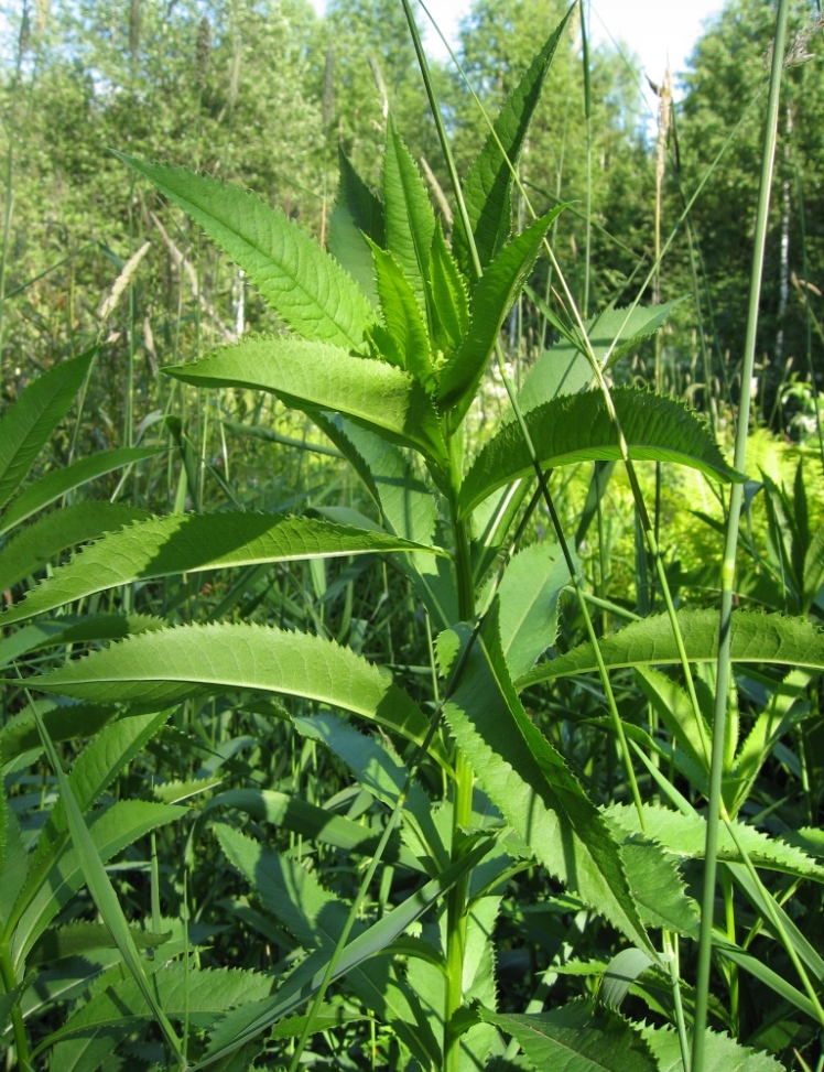 Image of Senecio sarracenicus specimen.