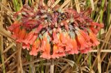 Kalanchoe tubiflora. Соцветие. Австралия, г. Брисбен, обочина дороги. 31.08.2013.