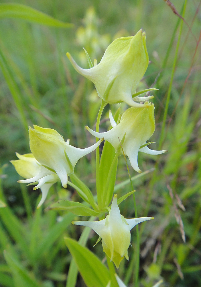 Image of Halenia corniculata specimen.