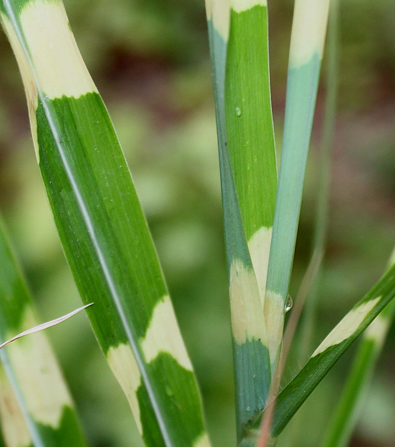 Image of Miscanthus sinensis specimen.