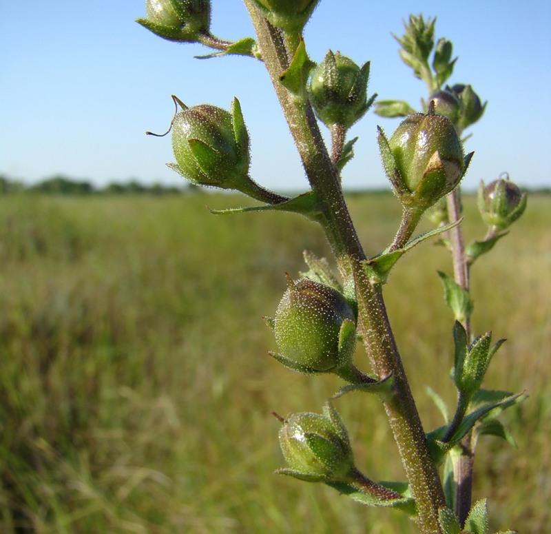 Image of Verbascum blattaria specimen.