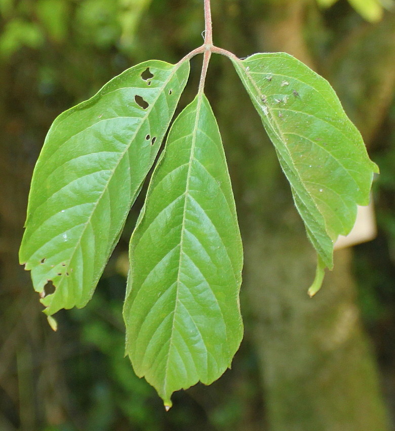 Изображение особи Acer cissifolium.