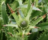 Eryngium pandanifolium. Верхушка побега с развивающимися соцветиями. Германия, г. Krefeld, Ботанический сад. 10.06.2013.