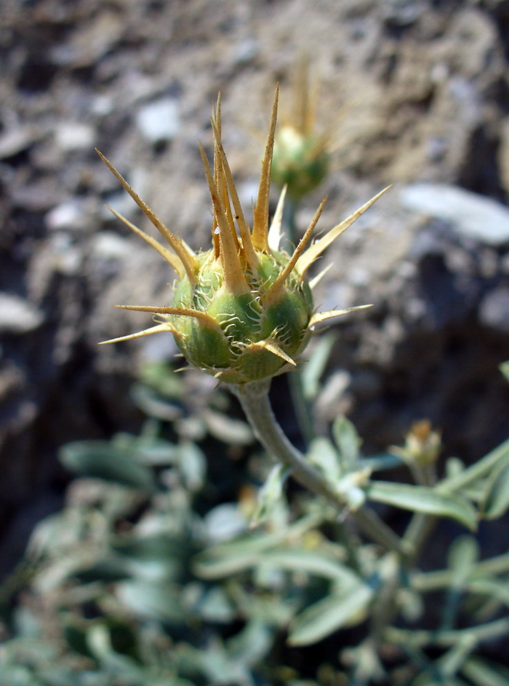 Image of Centaurea salonitana specimen.