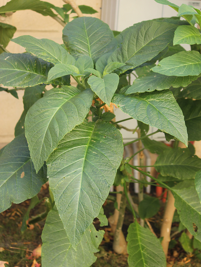 Image of Brugmansia suaveolens specimen.