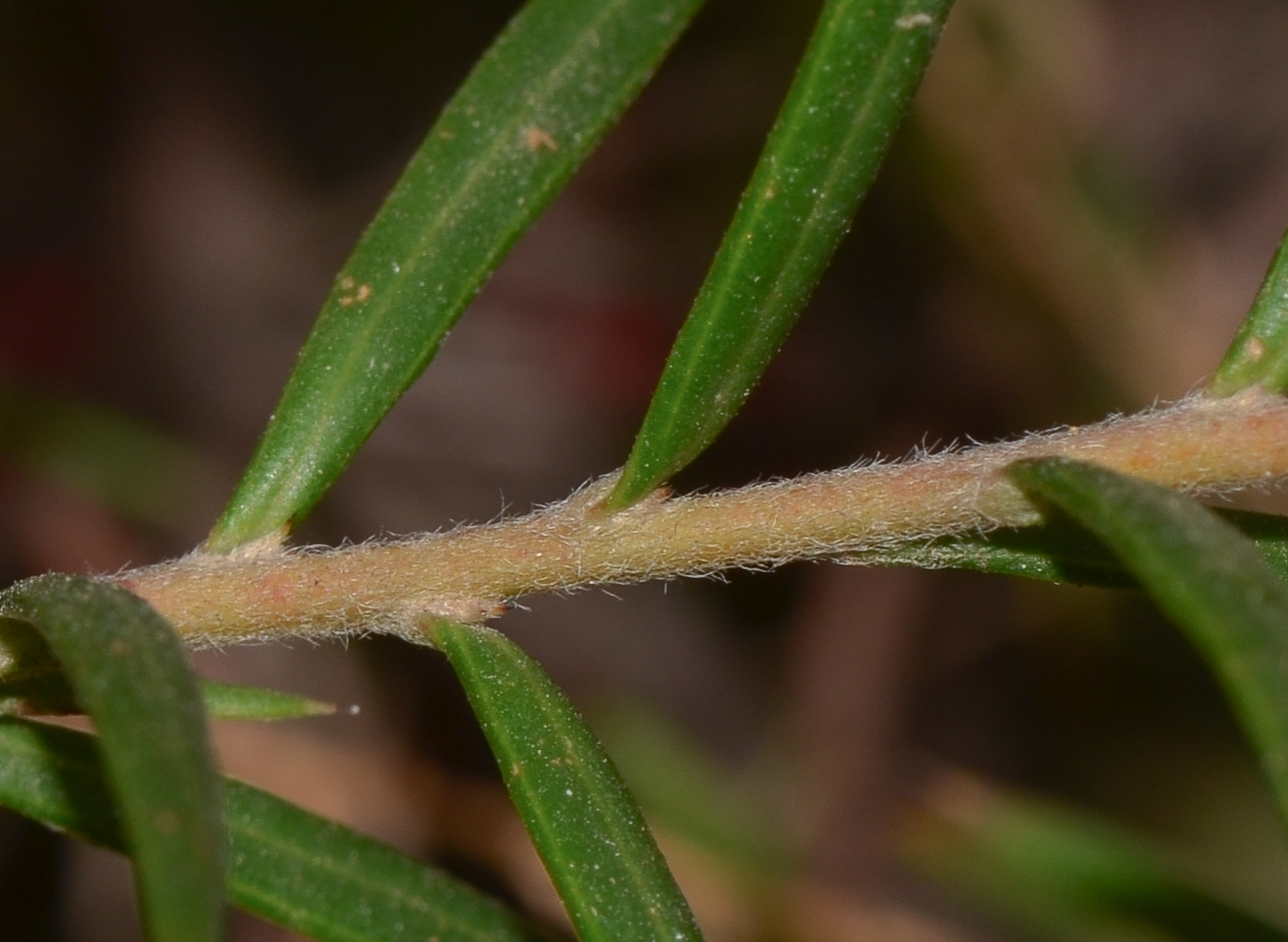 Image of Grevillea rosmarinifolia specimen.