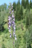 Aconitum leucostomum. Соцветие. Восточно-Казахстанская обл., г. Риддер, окр. Малоульбинского вдхр., склон сопки. 28.07.2008.