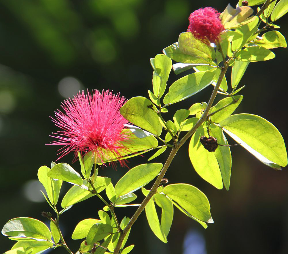 Изображение особи род Calliandra.