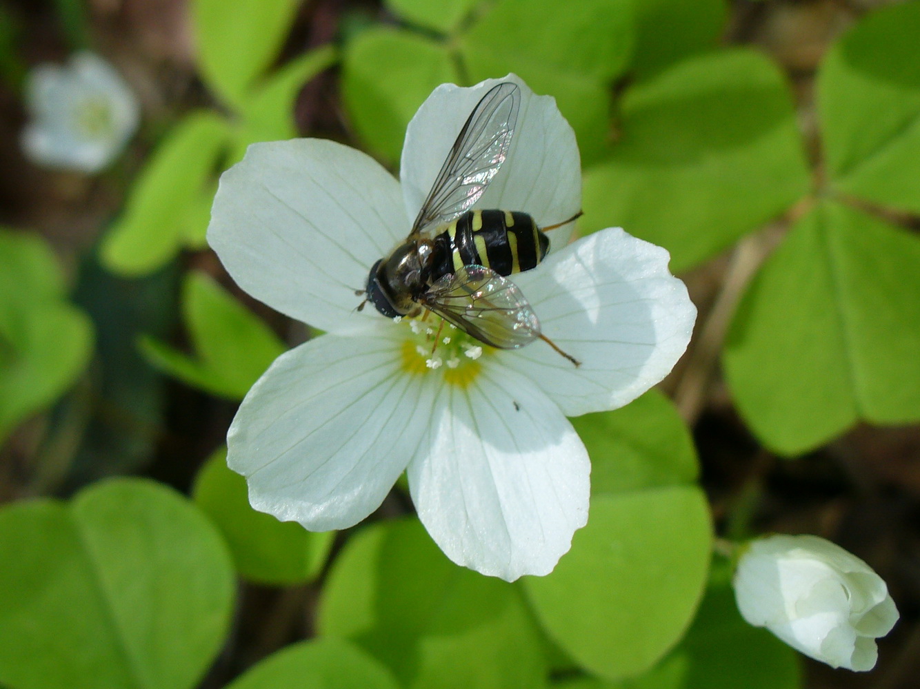 Image of Oxalis acetosella specimen.