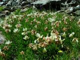 Trifolium polyphyllum