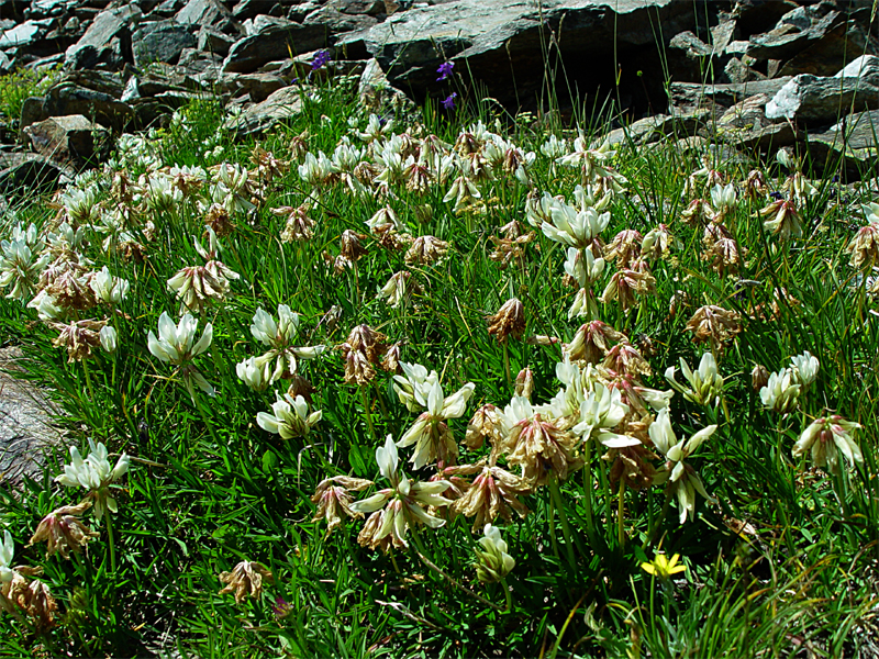 Image of Trifolium polyphyllum specimen.