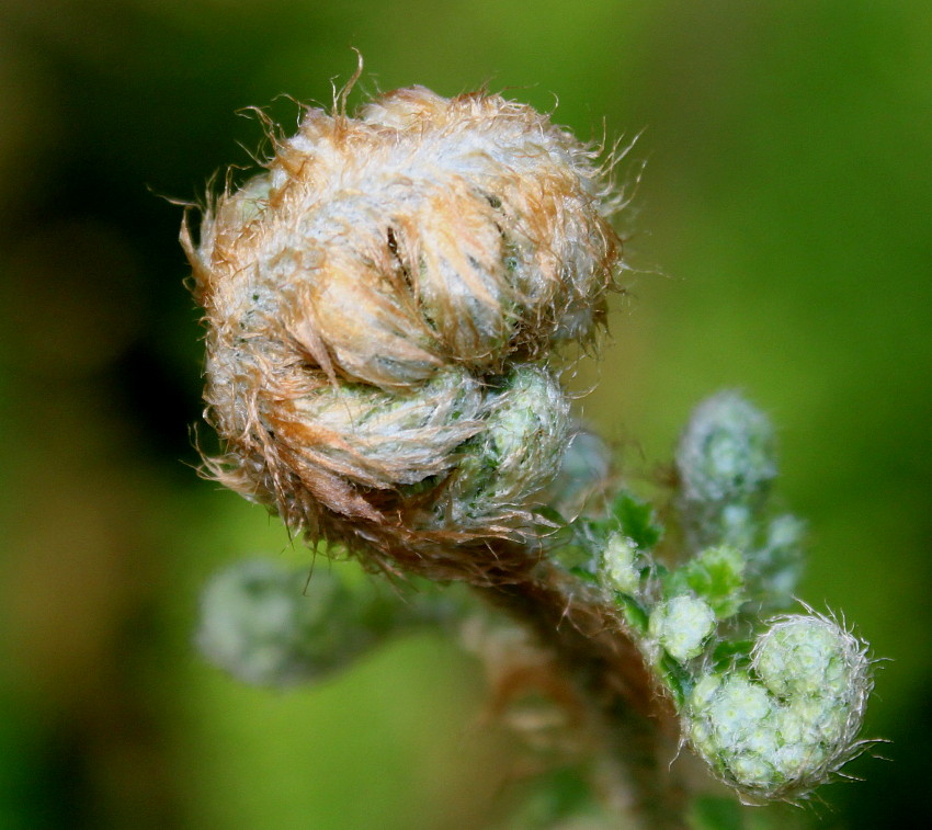 Image of Polystichum setiferum specimen.