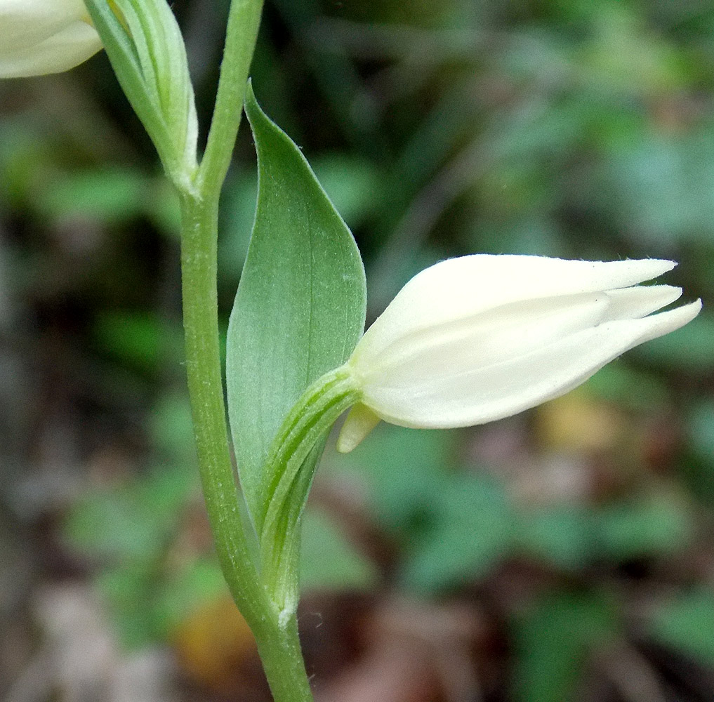 Image of Cephalanthera epipactoides specimen.