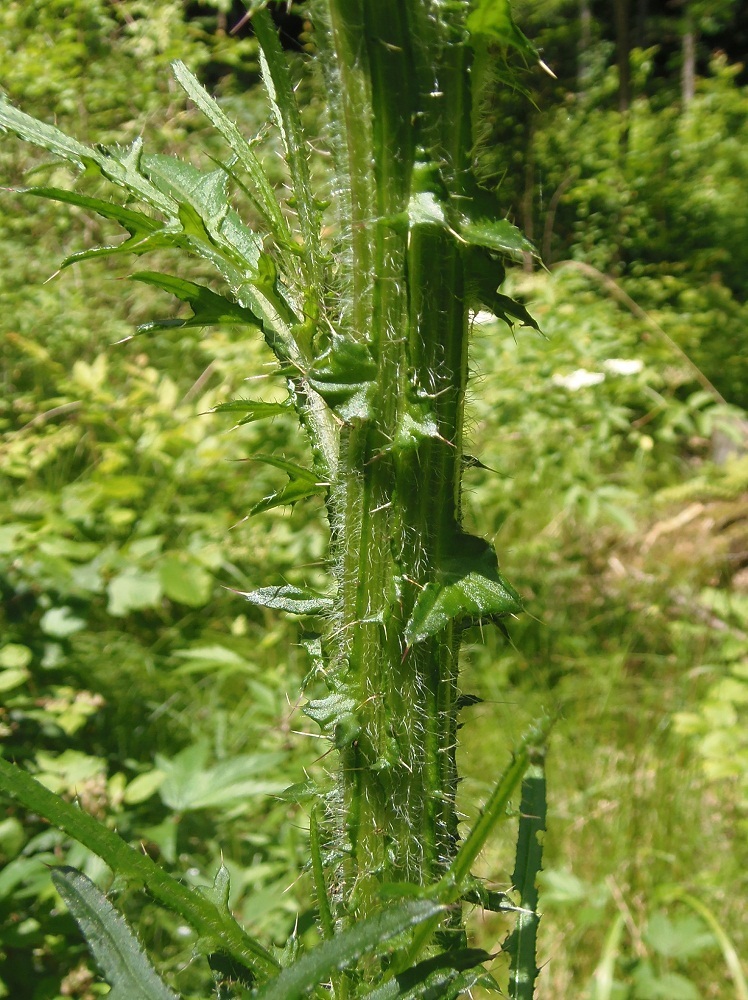 Image of Cirsium palustre specimen.