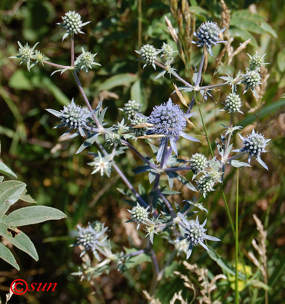 Image of Eryngium planum specimen.