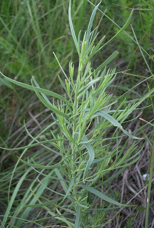 Изображение особи Linaria biebersteinii.