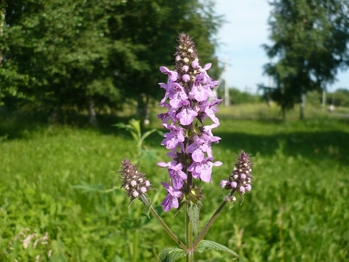 Изображение особи Stachys palustris.