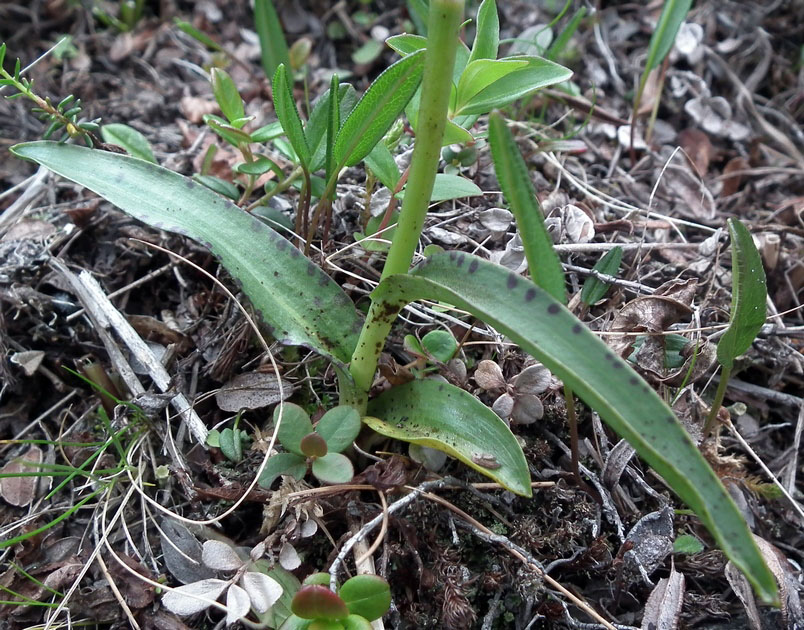 Изображение особи Dactylorhiza psychrophila.