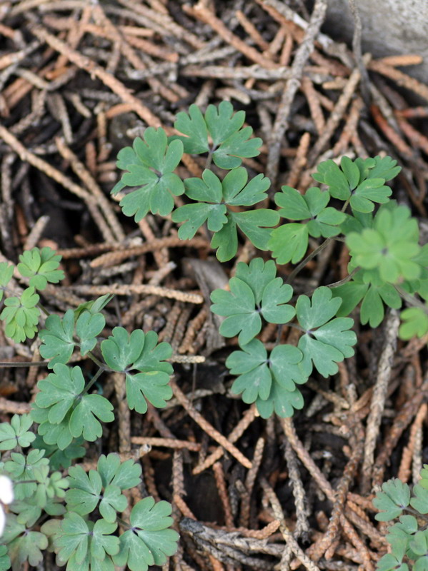 Image of Paropyrum anemonoides specimen.