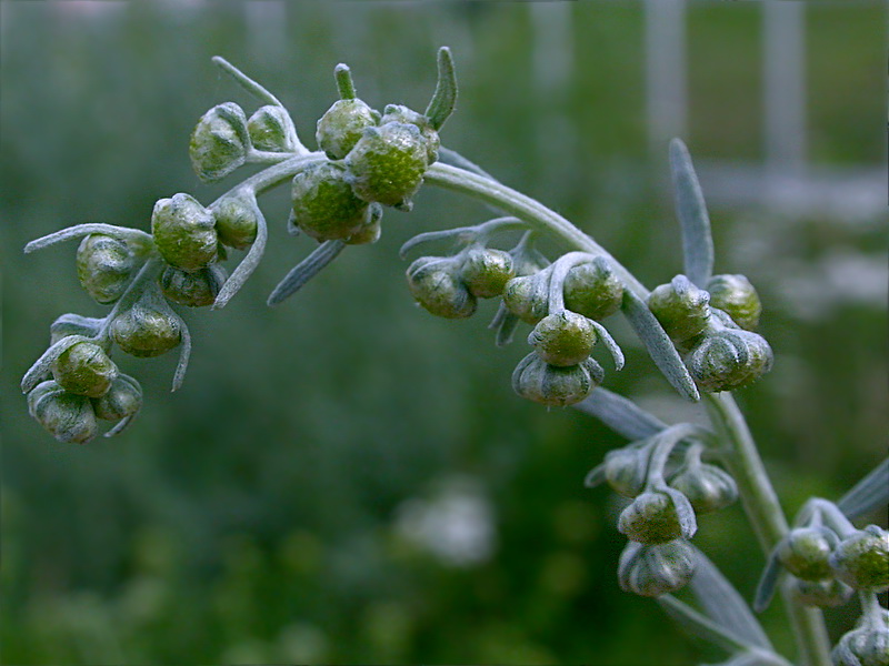 Изображение особи Artemisia absinthium.