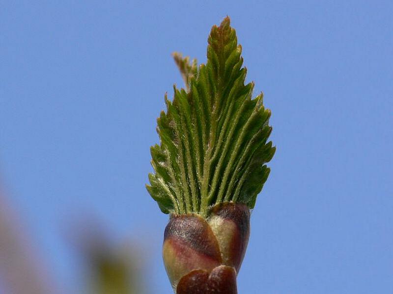 Image of Betula ermanii specimen.