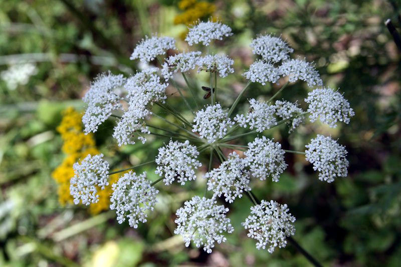 Изображение особи Paraligusticum discolor.