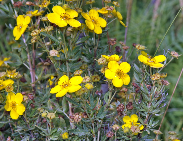 Image of Dasiphora fruticosa specimen.