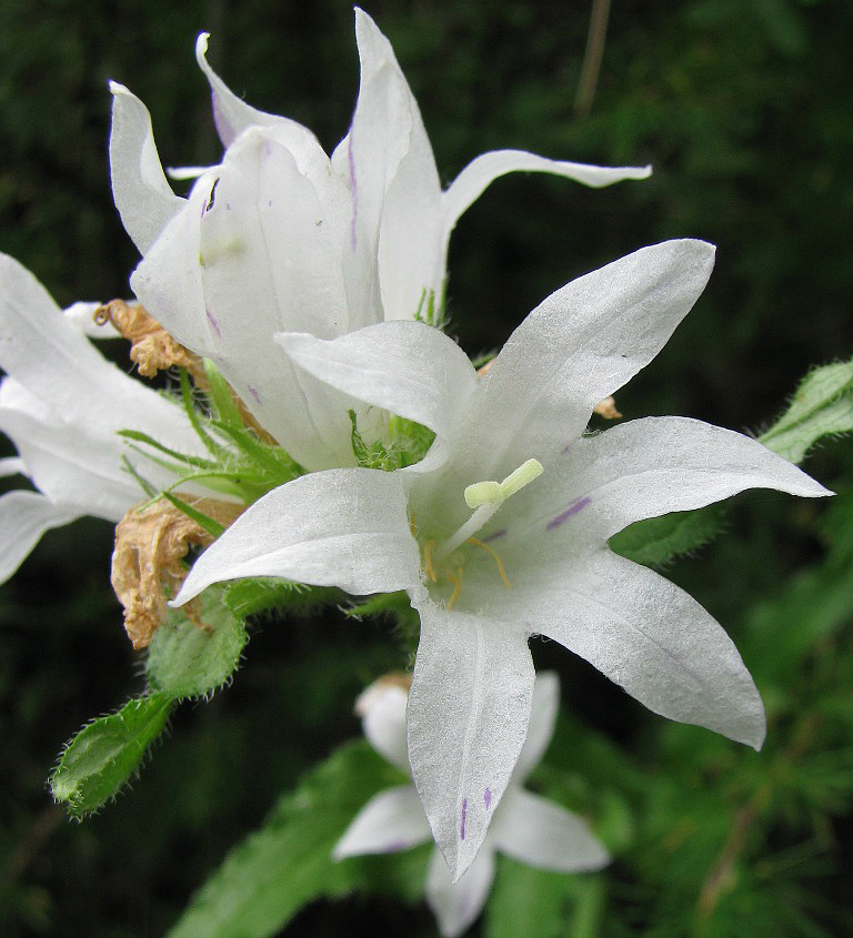 Image of Campanula glomerata specimen.